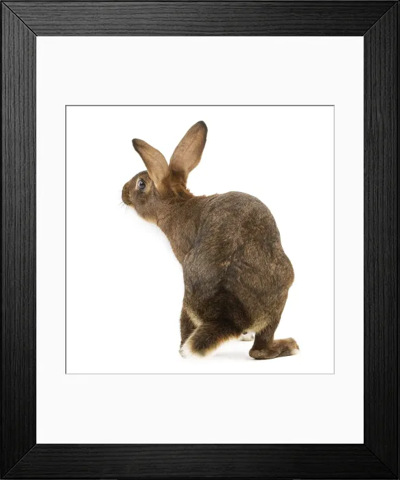 Framed Print : Rabbit - Belgian Hare Framed Print : Rabbit - Belgian Hare