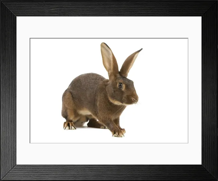 Framed Print : Rabbit - Belgian Hare Framed Print : Rabbit - Belgian Hare