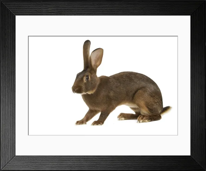 Framed Print : Rabbit - Belgian Hare Framed Print : Rabbit - Belgian Hare