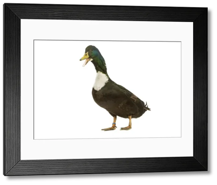 Framed Print : Duclair Duck - in studio Framed Print : Duclair Duck - in studio
