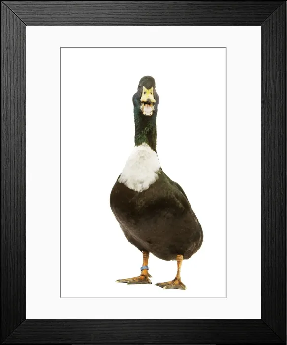 Framed Print : Duclair Duck - in studio Framed Print : Duclair Duck - in studio