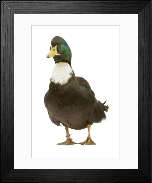 Framed Print : Duclair Duck - in studio