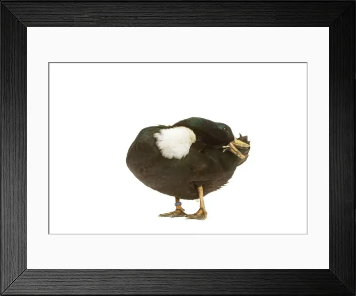 Framed Print : Duclair Duck - in studio Framed Print : Duclair Duck - in studio
