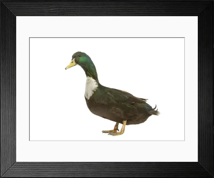 Framed Print : Duclair Duck - in studio Framed Print : Duclair Duck - in studio