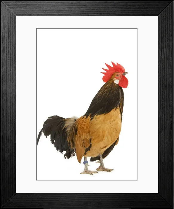 Framed Print : Cockerel - breed - Bassette liegeoise - in studio Framed Print : Cockerel - breed - Bassette liegeoise - in studio