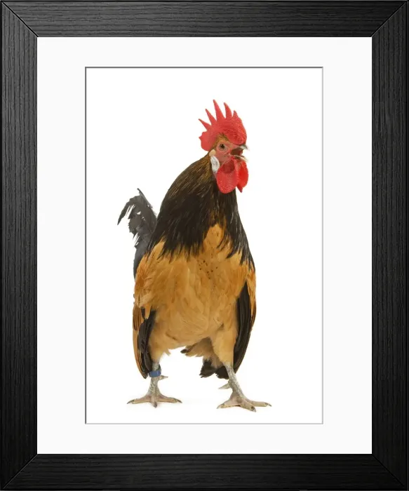 Framed Print : Cockerel - breed - Bassette liegeoise - in studio Framed Print : Cockerel - breed - Bassette liegeoise - in studio