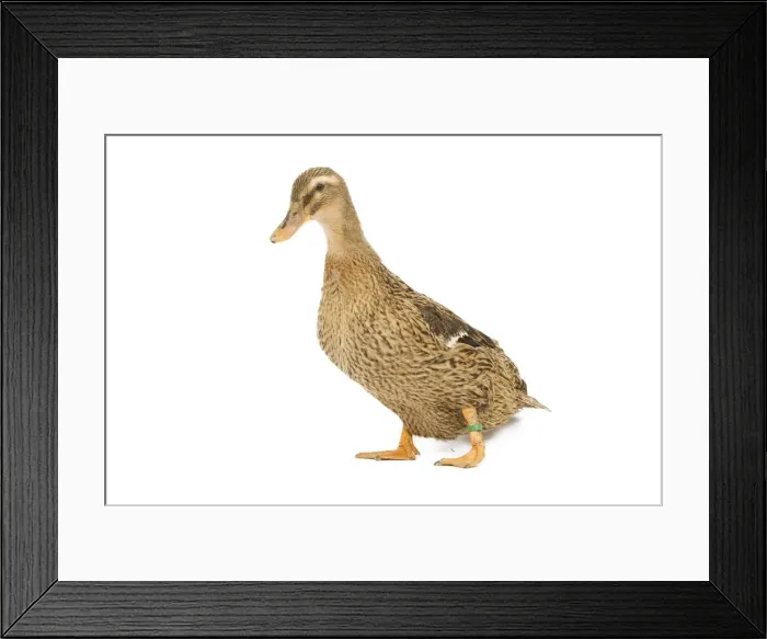 Framed Print : Rouen Duck - female - studio Framed Print : Rouen Duck - female - studio
