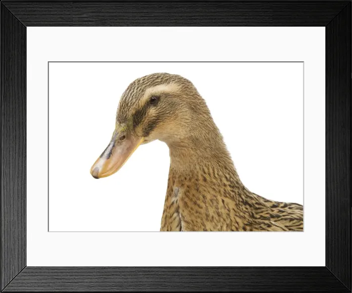 Framed Print : Rouen Duck - female - studio Framed Print : Rouen Duck - female - studio
