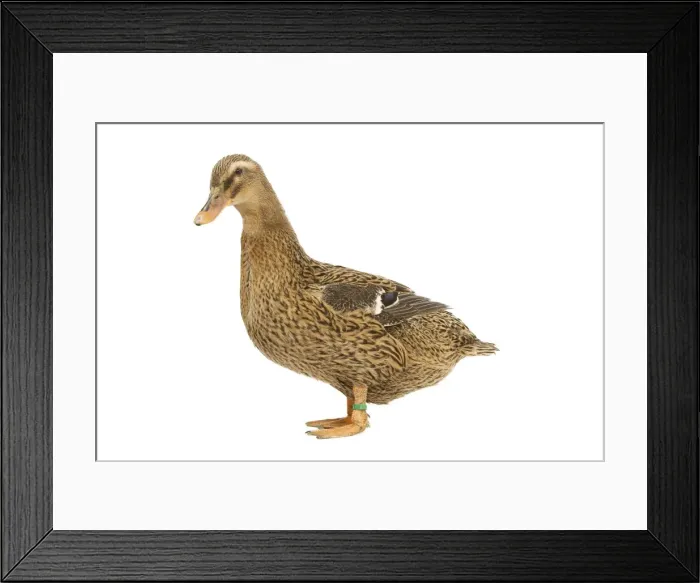 Framed Print : Rouen Duck - female - studio Framed Print : Rouen Duck - female - studio