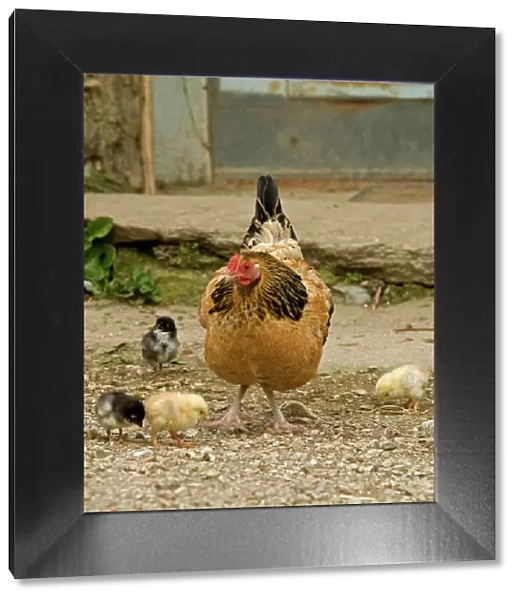 Chicken - with chicks in farmyard