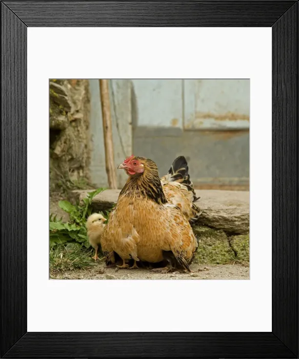 Framed Print : Chicken - with chicks sheltering under plumage - in farmyard Framed Print : Chicken - with chicks sheltering under plumage - in farmyard