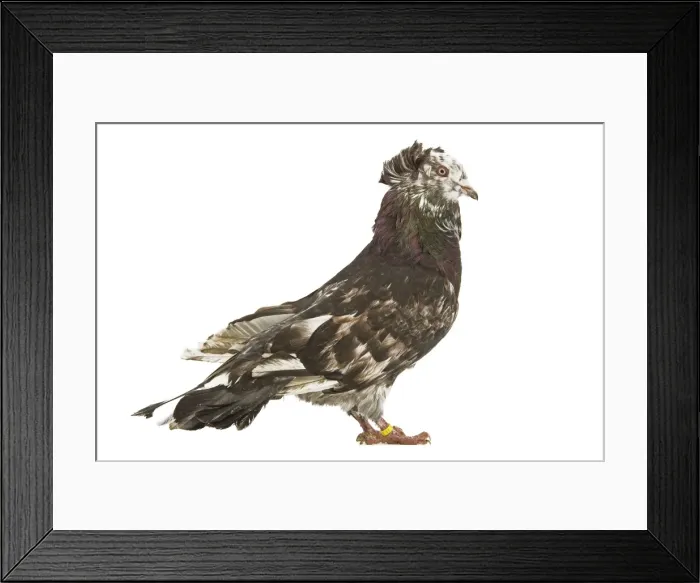 Framed Print : Montauban Pigeon Framed Print : Montauban Pigeon