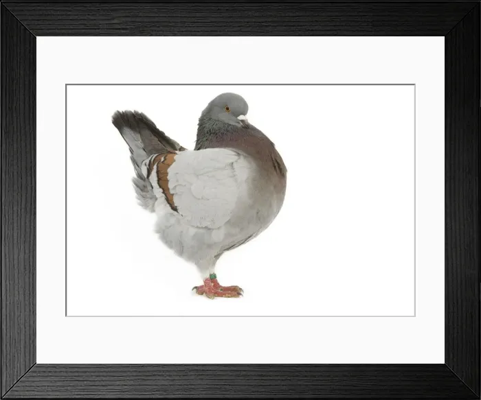 Framed Print : Schietti Blue-barred Cachou Pigeon Framed Print : Schietti Blue-barred Cachou Pigeon