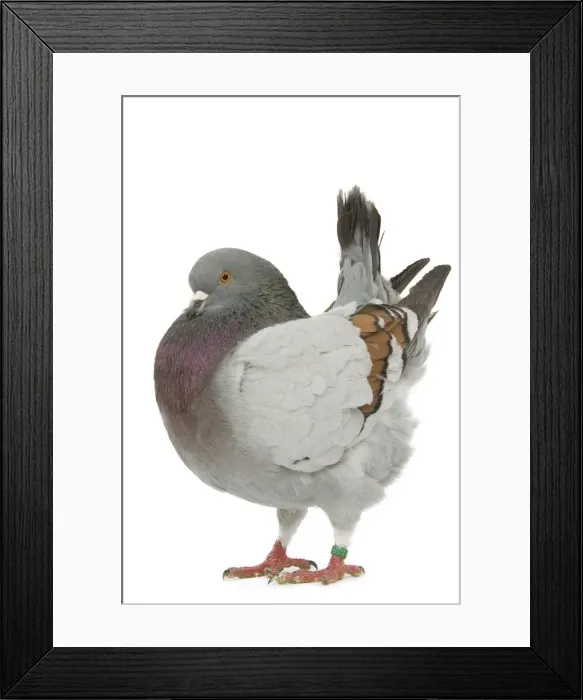 Framed Print : Schietti Blue-barred Cachou Pigeon Framed Print : Schietti Blue-barred Cachou Pigeon