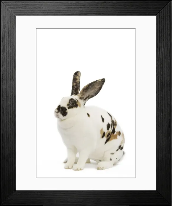 Framed Print : Domestic Rabbit - in studio Framed Print : Domestic Rabbit - in studio