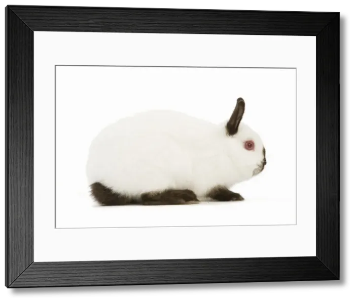 Framed Print : Himalayan / Russian Rabbit Framed Print : Himalayan / Russian Rabbit