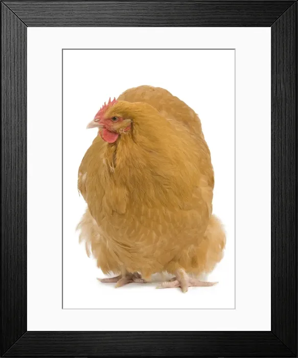 Framed Print : Orpington Chicken - in studio Framed Print : Orpington Chicken - in studio