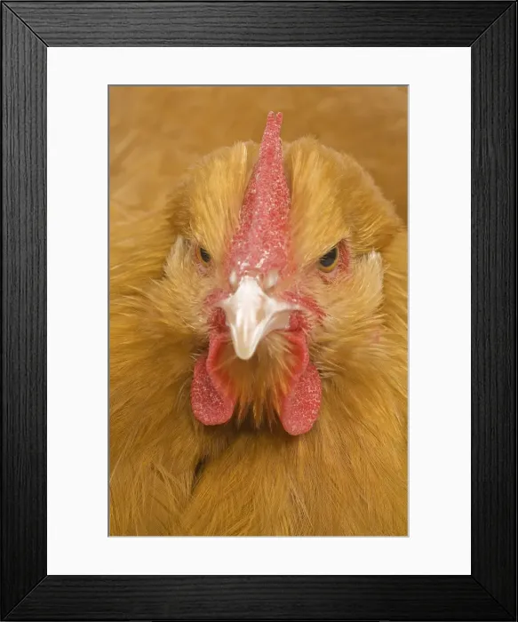 Framed Print : Orpington Chicken - in studio Framed Print : Orpington Chicken - in studio