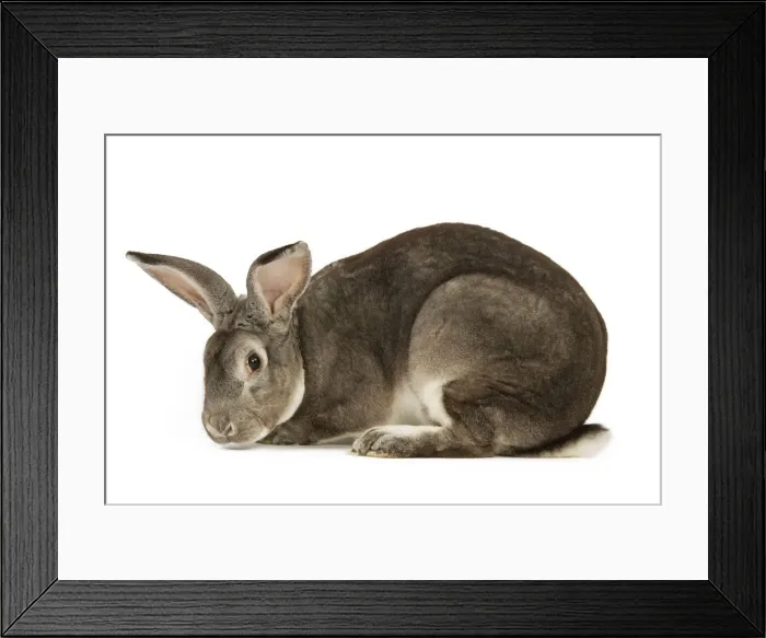 Framed Print : Rabbit - Rex Chinchilla