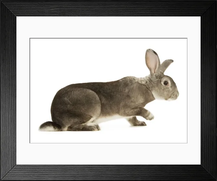 Framed Print : Rabbit - Rex Chinchilla Framed Print : Rabbit - Rex Chinchilla