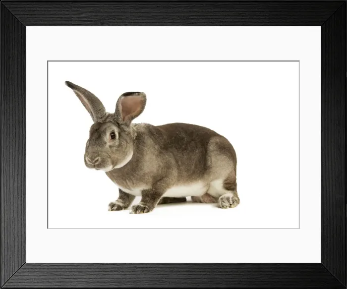 Framed Print : Rabbit - Rex Chinchilla Framed Print : Rabbit - Rex Chinchilla