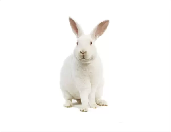 Rabbit - Rex - white - in studio