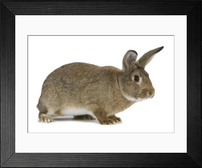 Framed Print : Normand Rabbit - in studio