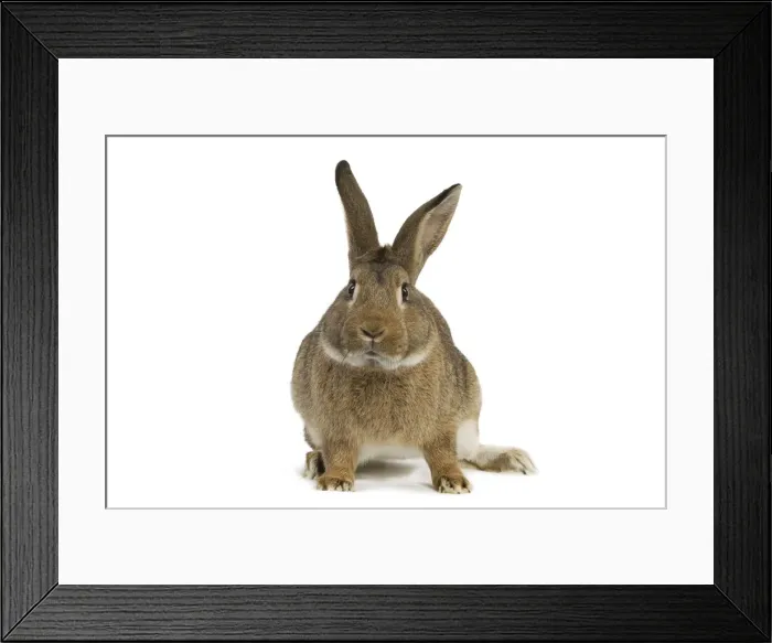 Framed Print : Normand Rabbit - in studio Framed Print : Normand Rabbit - in studio