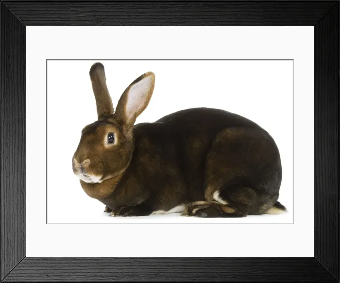 Framed Print : Rabbit - Rex Castor Framed Print : Rabbit - Rex Castor
