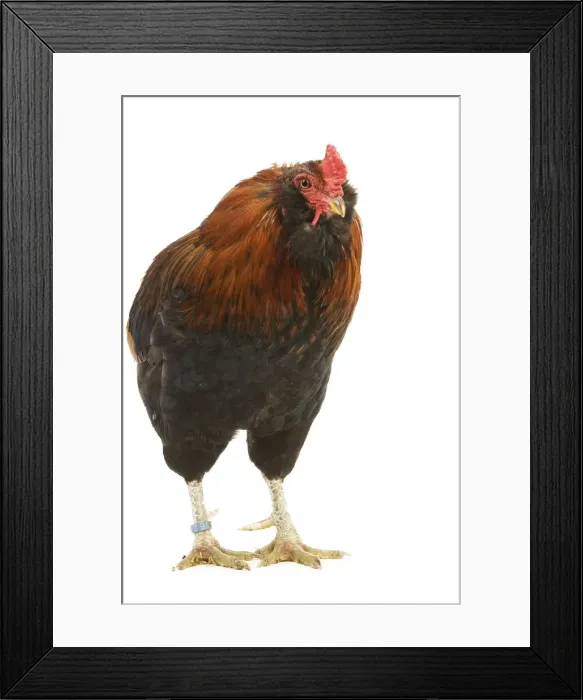 Framed Print : Chicken - Araucana / South American Rumpless - in studio Framed Print : Chicken - Araucana / South American Rumpless - in studio