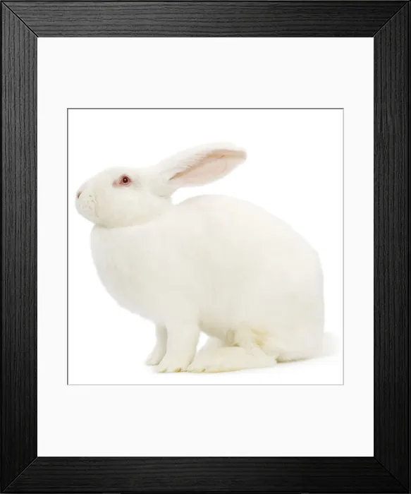 Framed Print : Rabbit - Blanc de bouscat - French breed of rabbit Framed Print : Rabbit - Blanc de bouscat - French breed of rabbit