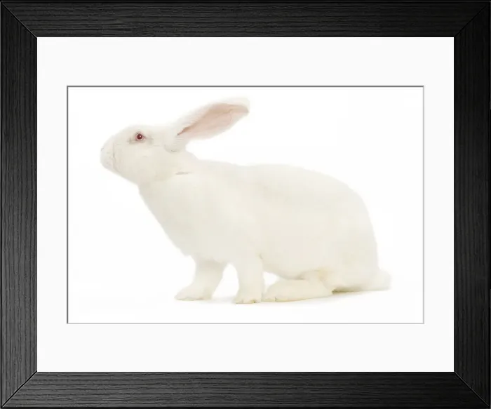 Framed Print : Rabbit - Blanc de bouscat - French breed of rabbit Framed Print : Rabbit - Blanc de bouscat - French breed of rabbit