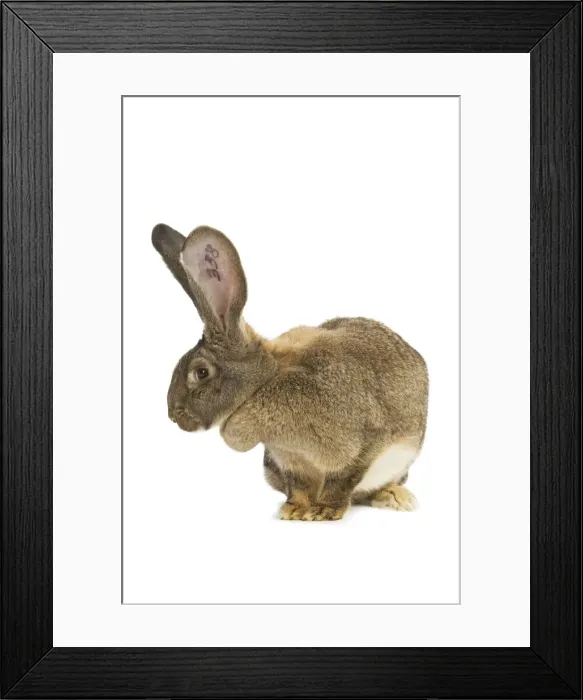 Framed Print : Flemish Giant Rabbit - in studio showing identifying tattoo in ear