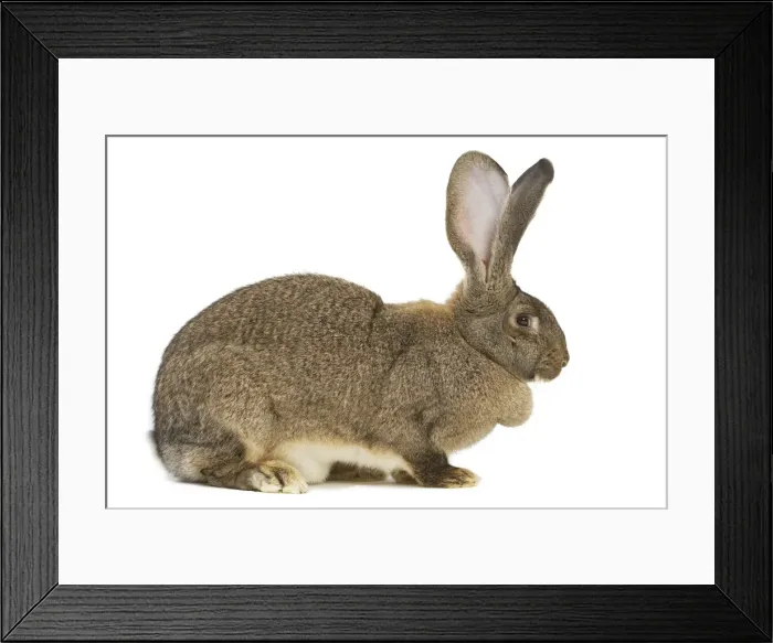 Framed Print : Flemish Giant Rabbit - in studio Framed Print : Flemish Giant Rabbit - in studio