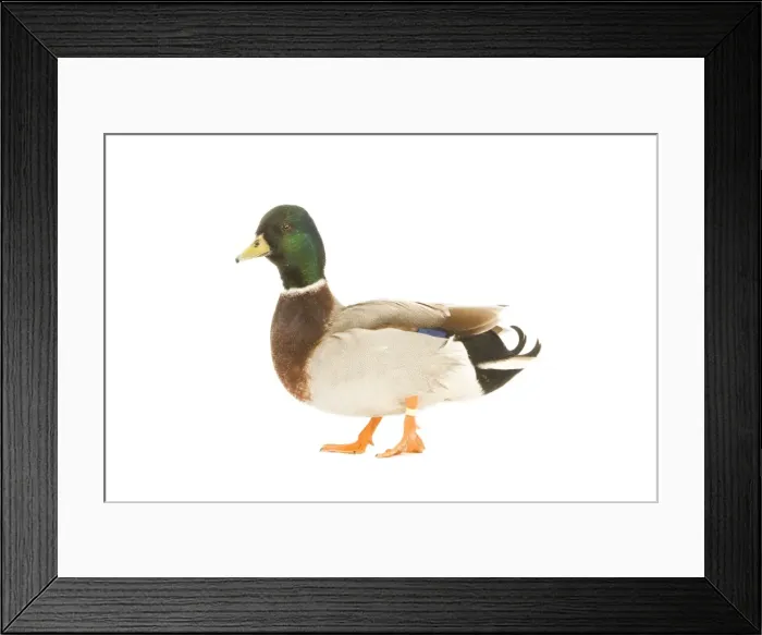 Framed Print : Mallard - male in studio Framed Print : Mallard - male in studio