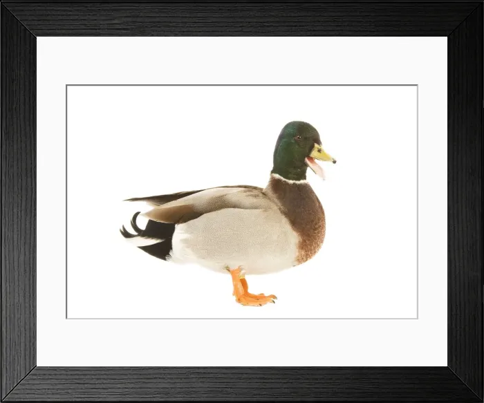 Framed Print : Mallard - male in studio Framed Print : Mallard - male in studio
