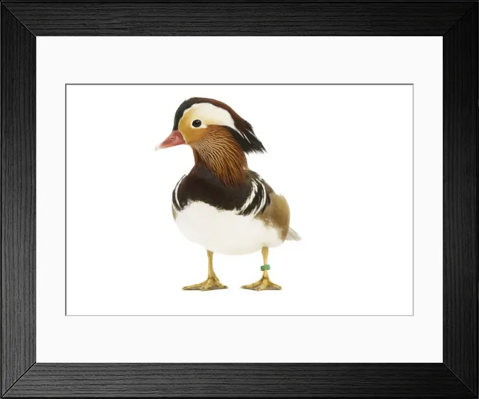 Framed Print : Mandarin Duck - in studio Framed Print : Mandarin Duck - in studio