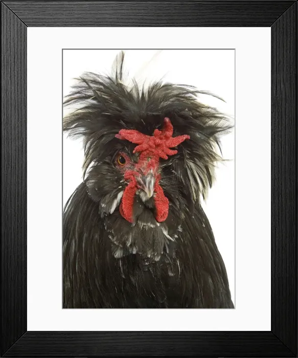 Framed Print : Chicken - Houdan breed - in studio Framed Print : Chicken - Houdan breed - in studio