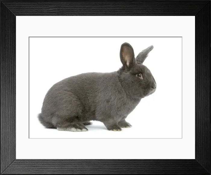 Framed Print : Rabbit - Vienna Blue blue de vienne - in studio Framed Print : Rabbit - Vienna Blue blue de vienne - in studio