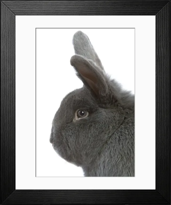 Framed Print : Rabbit - Vienna Blue blue de vienne - in studio Framed Print : Rabbit - Vienna Blue blue de vienne - in studio