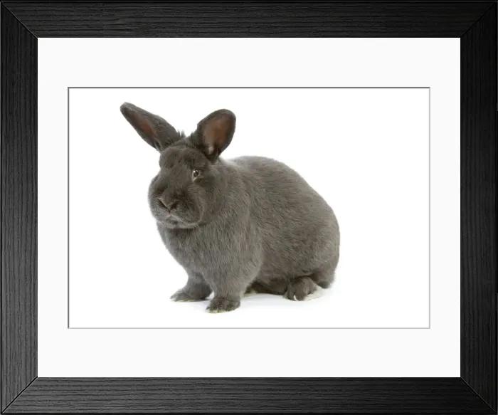 Framed Print : Rabbit - Vienna Blue blue de vienne - in studio Framed Print : Rabbit - Vienna Blue blue de vienne - in studio