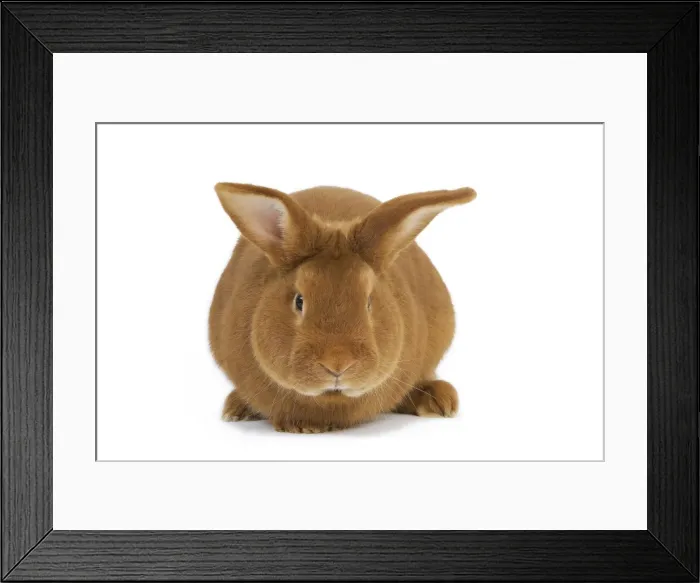 Framed Print : Rabbit - Fauve de bourgogne