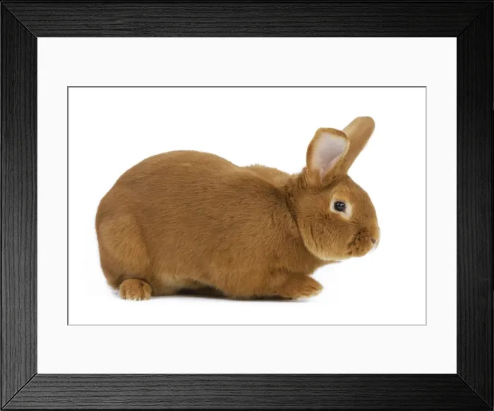 Framed Print : Rabbit - Fauve de bourgogne - in studio