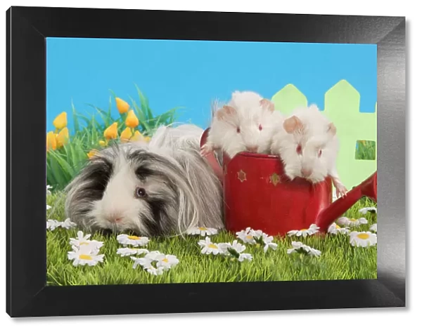 Guinea Pigs - three in garden setting with watering can and flowers