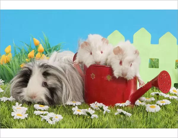 Guinea Pigs - three in garden setting with watering can and flowers