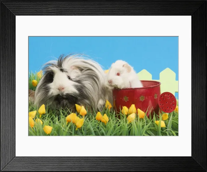 Framed Print : Guinea Pigs - two in garden setting with watering can and flowers Framed Print : Guinea Pigs - two in garden setting with watering can and flowers