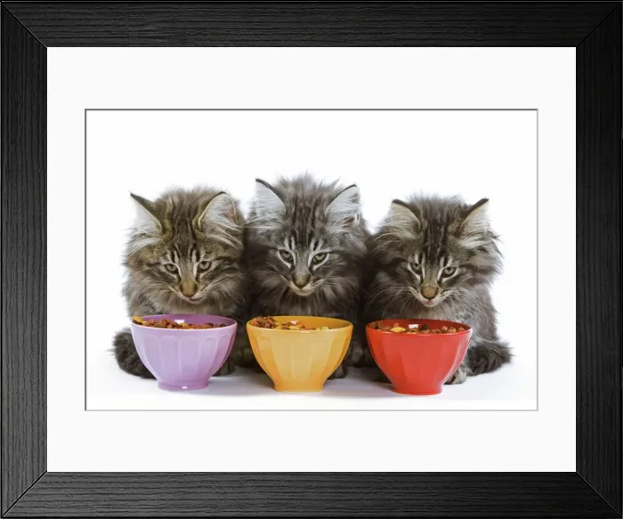 Framed Print : Cat - three Norwegian forest kittens eating dried catfood from coloured bowls Framed Print : Cat - three Norwegian forest kittens eating dried catfood from coloured bowls