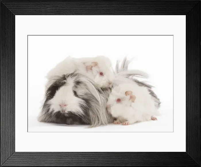 Framed Print : Guinea Pig - three in studio Framed Print : Guinea Pig - three in studio