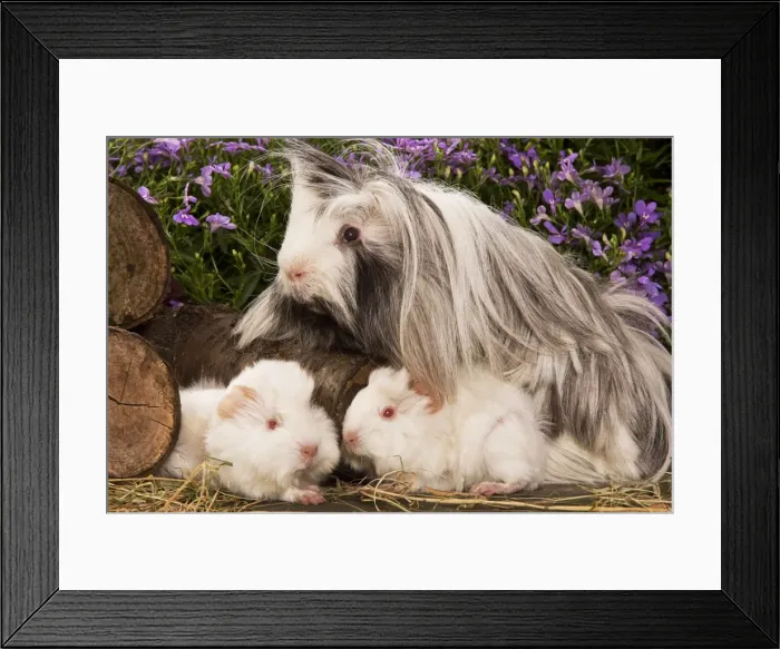 Framed Print : Guinea Pig - three with flowers Framed Print : Guinea Pig - three with flowers