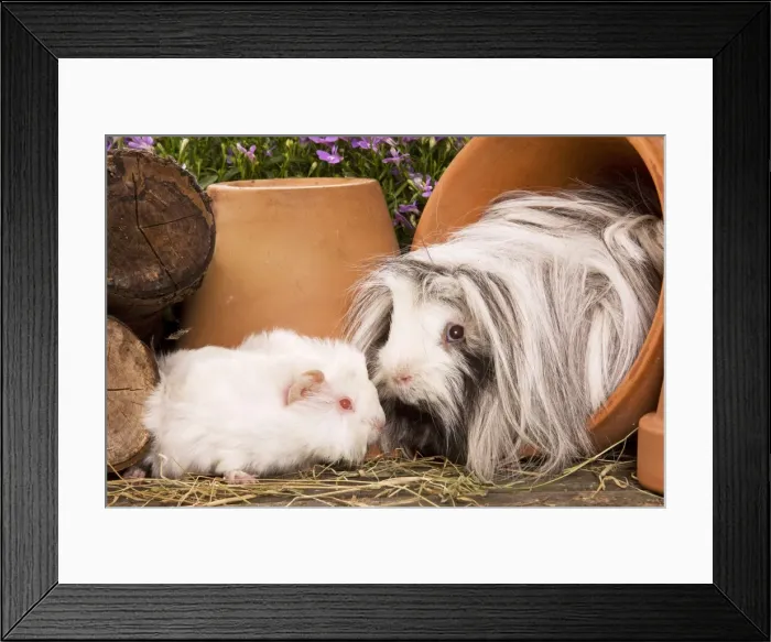Framed Print : Guinea Pig - two in garden setting in flowerpots Framed Print : Guinea Pig - two in garden setting in flowerpots
